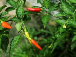 Inflasi Dipantau, Pemprov Jateng Siapkan Pasokan Pangan Ramadan