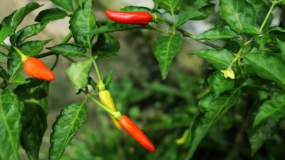 Inflasi Dipantau, Pemprov Jateng Siapkan Pasokan Pangan Ramadan