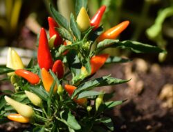 Awal Tahun: Harga Cabai Rawit Turun, Daging Sapi Naik