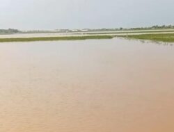 Petani Batang Terancam Puso, Sawah Rusak Akibat Hama dan Banjir
