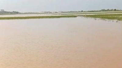 Petani Batang Terancam Puso, Sawah Rusak Akibat Hama dan Banjir