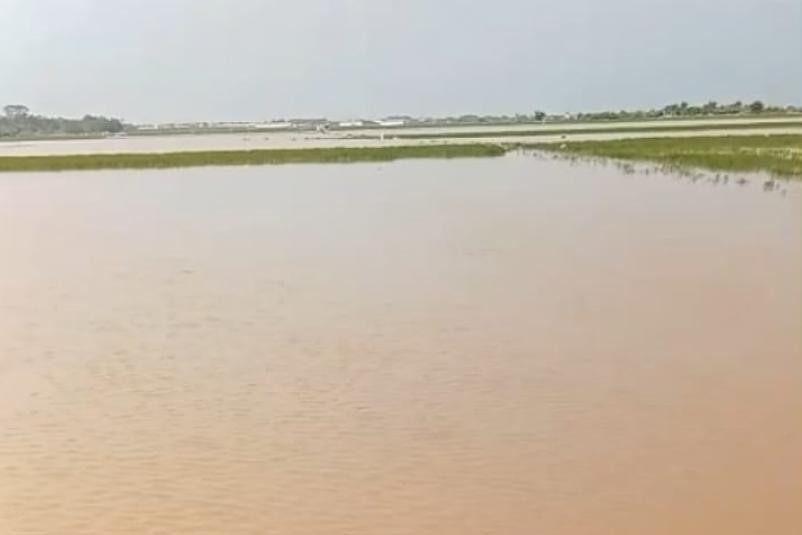 Sawah di Batang terendam (foto: Pemkab Batang)