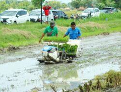 Rembang Surplus Pangan 30 Bulan, Produksi Padi Naik 50 Persen