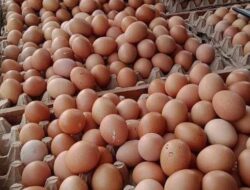 Harga Telur Terus Bergerak: Naik,… Turun,… Naik Lagi,… Ehh…Naik Lagi