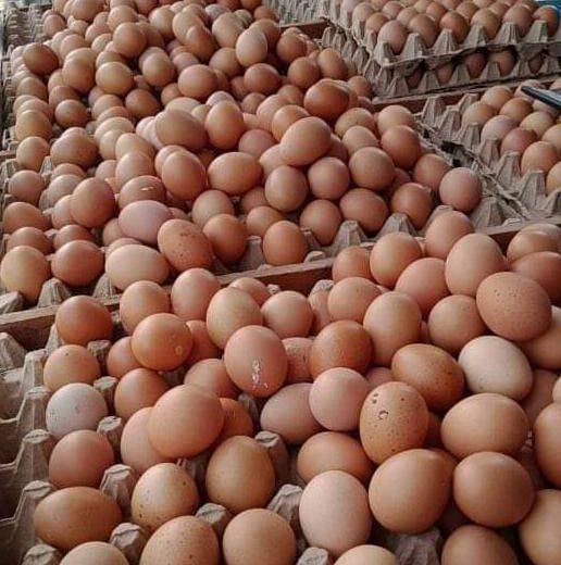 Harga telur ayam ras yang terus bergerak nyaris tiada henti. (Foto dok)