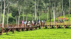 wisata Wonosobo (foto: Pemkab Wonosobo)