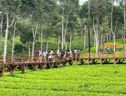 197 Ribu Wisatawan Padati Wonosobo, Gunung Prau Paling Diburu