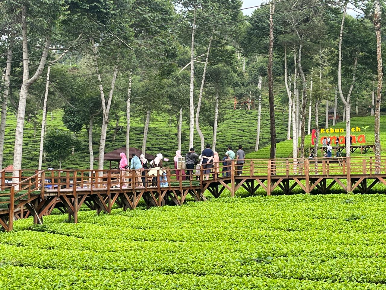 wisata Wonosobo (foto: Pemkab Wonosobo)