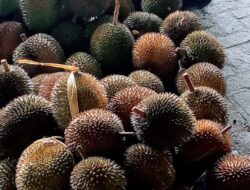 Durian, Sang Raja Diraja Buah, Menyebar ke Berbagai Negara