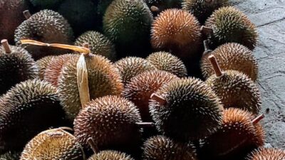 Durian, Sang Raja Diraja Buah, Menyebar ke Berbagai Negara