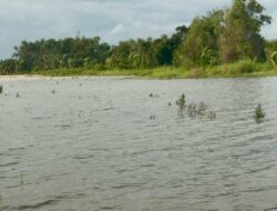 Petani Kudus–Pati Terancam Gagal Panen, Pemprov Jateng Bergerak dengan Klaim Asuransi