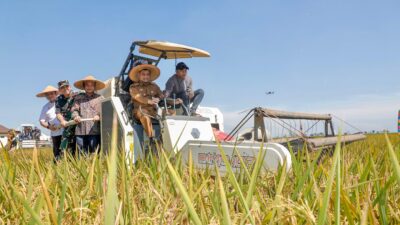 Gubernur Jateng Ahmad Luthfi saat panen (foto: Pemprov Jateng)