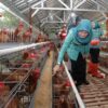 Rabu Pon PKK Jateng Perkuat Ekonomi Keluarga Lewat Budidaya Ayam Petelur