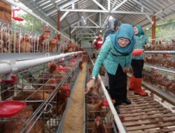 Rabu Pon PKK Jateng Perkuat Ekonomi Keluarga Lewat Budidaya Ayam Petelur