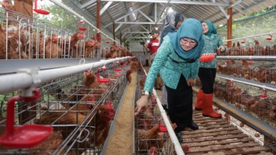 Ketua TP PKK Jateng, Nawal Arafah Yasin, meninjau peternakan ayam petelur di Desa Tergo, Kudus, Selasa 27 Januari 2026 (foto: Pemprov Jateng)