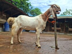 Kambing Jawa Randu: Harapan, Rezeki, dan Kebersamaan Warga Jepara