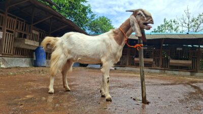 Kambing Jawa Randu (foto: Pemkab Jepara)