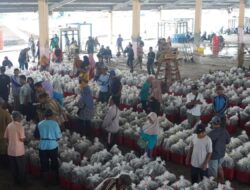 Tutup Tahun 2025, TPI Pekalongan Catatkan Produksi 1.200 Ton dalam Sebulan