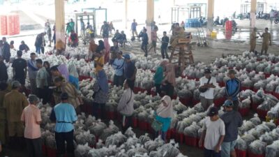 Suasana pelelangan ikan di TPI Kota Pekalongan yang mencatat lonjakan produksi hingga 1.200 ton (foto: Pemkot Pekalongan)