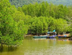 Mangrove Kendal Diproyeksikan Jadi Penyerap Karbon, Masuk 16 Daerah Program Nasional
